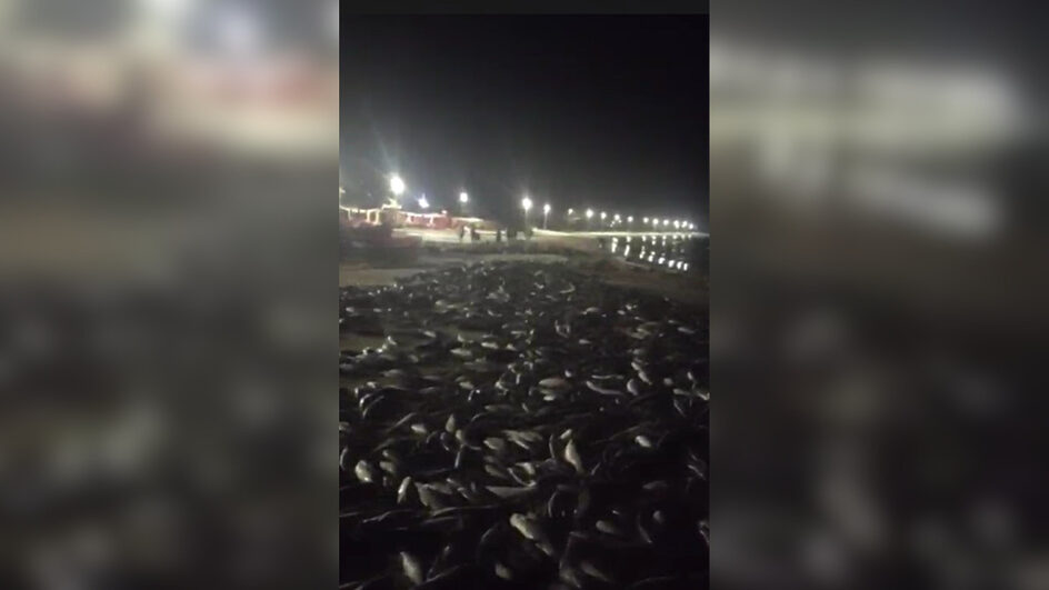 Lanço na madrugada garante uma das maiores capturas de tainha da temporada em Florianópolis