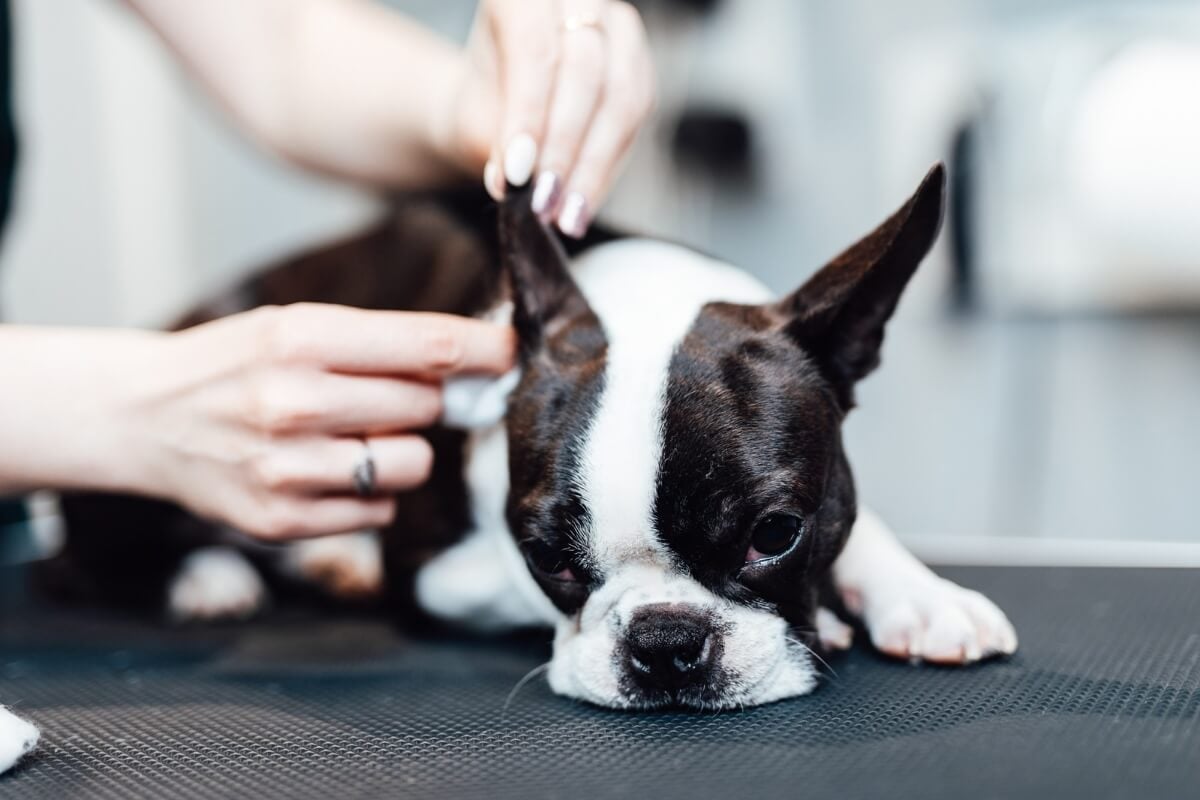 Limpar a orelha do cachorro regularmente ajuda a prevenir infecções (Imagem: hedgehog94 | Shutterstock)