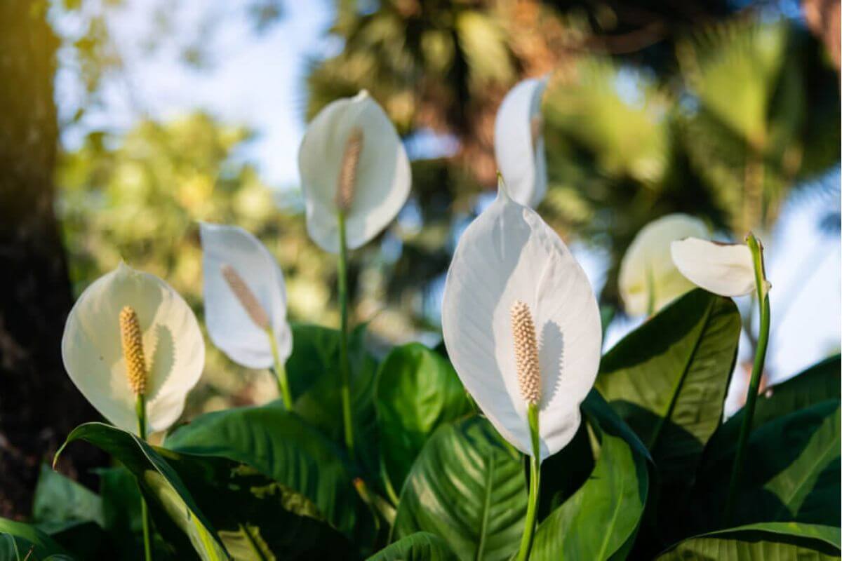 Algumas plantas ajudam a purificar os ambientes de energias negativas (Imagem: MR.PRAWET THADTHIAM | Shutterstock)