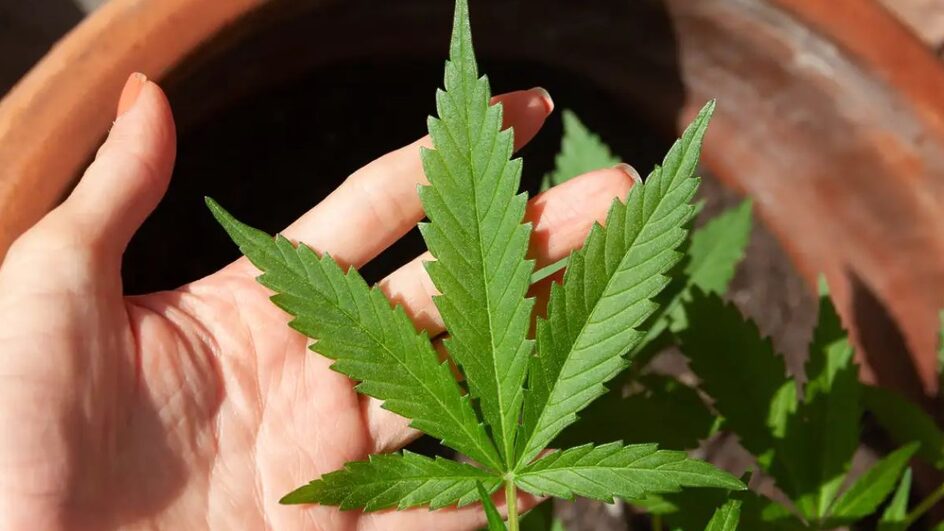 Porte de maconha para uso pessoal teve mudanças esta semana com decisão do STF e limite de 40 gramas para usuários (Foto: Lovingimages, Pixabay)