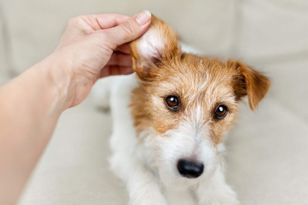 Massagear a orelha do cão após aplicar a solução para limpeza ajuda a soltar a cera e os detritos acumulados (Imagem: Reddogs | Shutterstock)