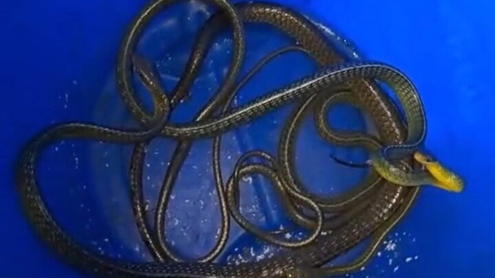 Cobras são capturadas e soltas na natureza após entrarem em máquina de lavar.