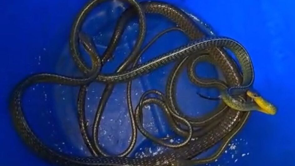 Cobras são capturadas e soltas na natureza após entrarem em máquina de lavar.