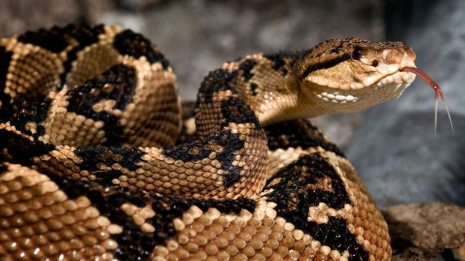 picada de cobra