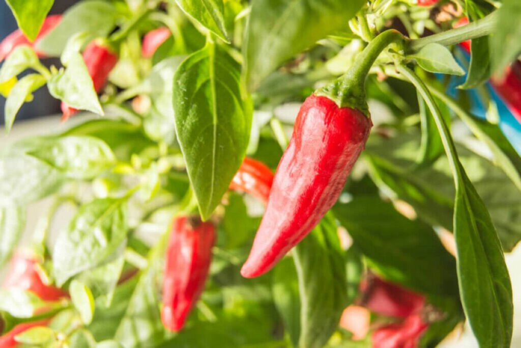 A pimenteira ajuda a afastar a inveja (Imagem: Claire Lucia | Shutterstock)
