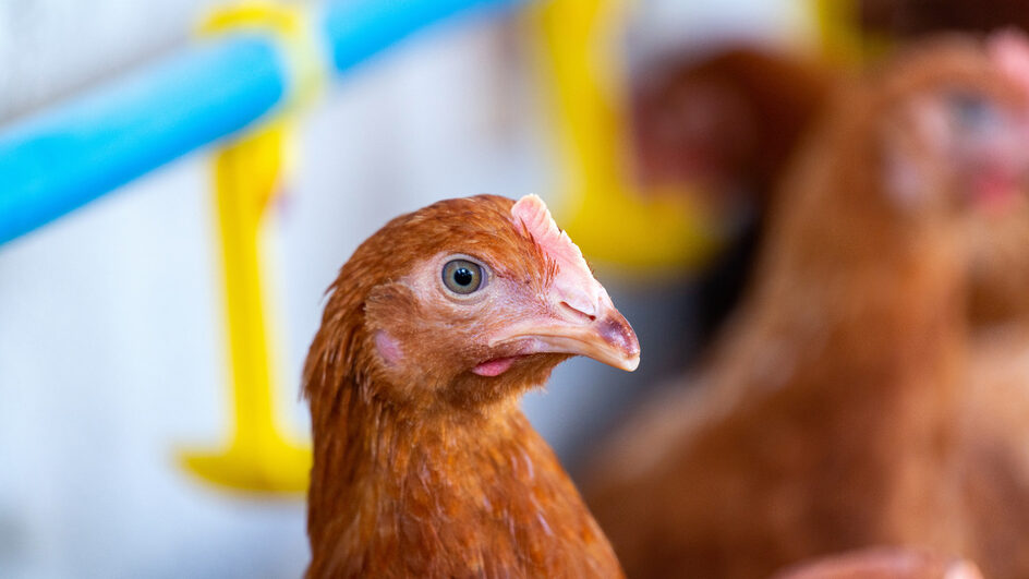Primeira morte por conta da variante H5N2 da gripe aviária é confirmada