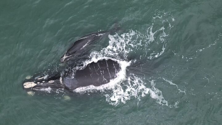 Baleia-franca e filhote são avistados no Sul de SC.