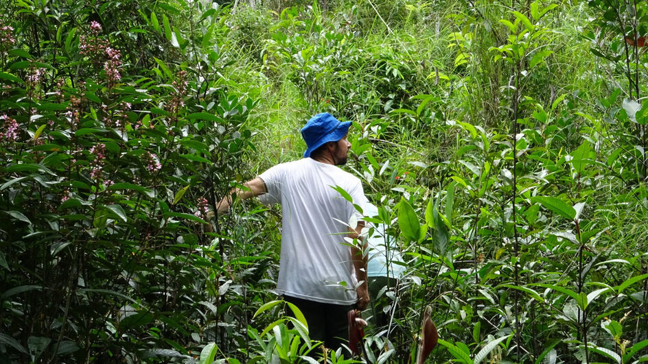 Quem é o pesquisador da UFSC que plantou mais de 4 mil árvores na Amazônia (4)