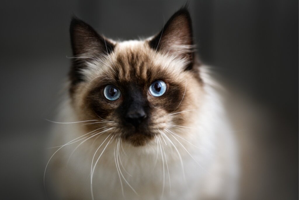 Gatos ragdoll, grandes e musculosos, são bastante afetuosos (Imagem: otsphoto | Shutterstock)