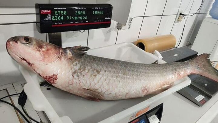 Tainha de 6,7 quilos capturada no Sul de SC (Foto: Divulgação)