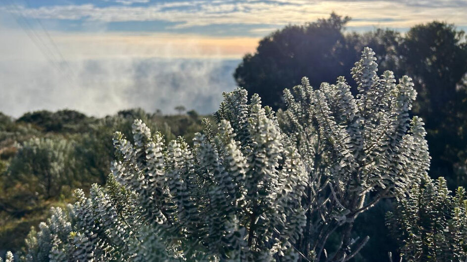 Urupema registra fenômeno sincelo em amanhecer congelante no Morro das Antenas; FOTOS