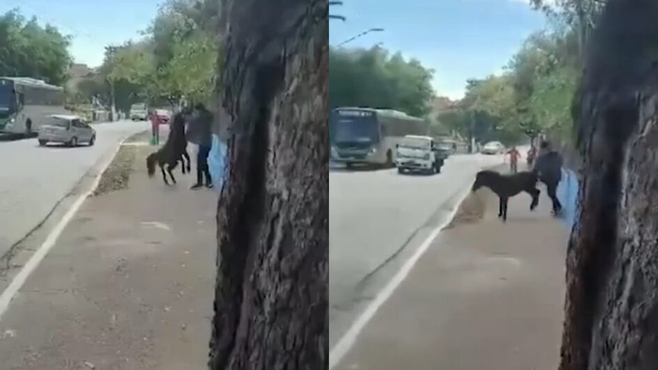 VÍDEO ataques de cavalo solto em rua do Jaraguá, na Zona Norte de SP, são relatados por moradores