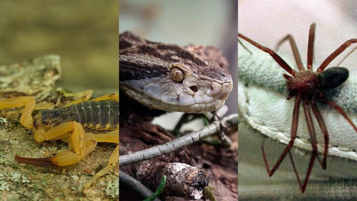 acidentes com animais peçonhentos em sc