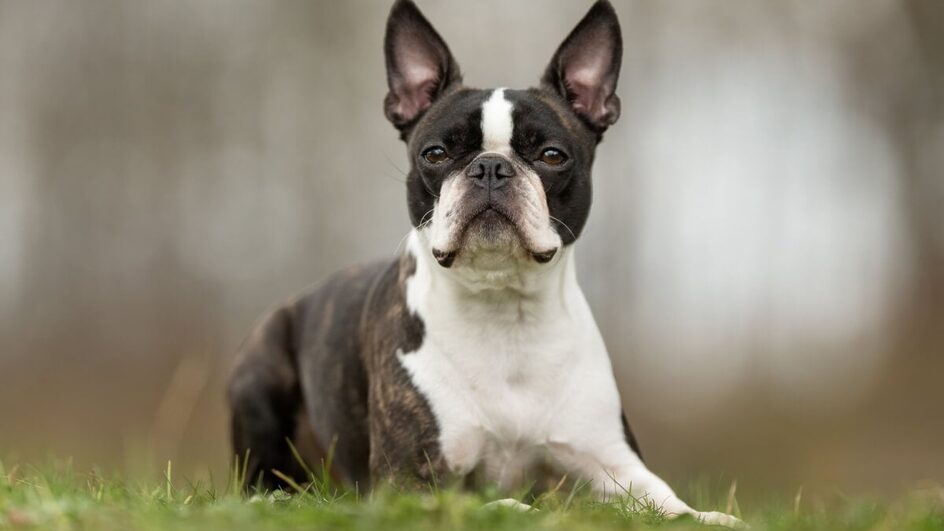 O cachorro boston terrier é amigável e companheiro (Imagem: BIGANDT.COM | Shutterstock)