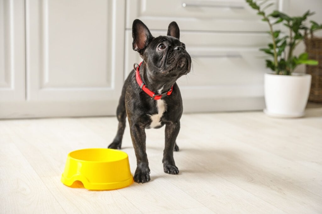 O boston terrier requer uma dieta equilibrada e controle de porções (Imagem: Pixel-Shot | Shutterstock)
