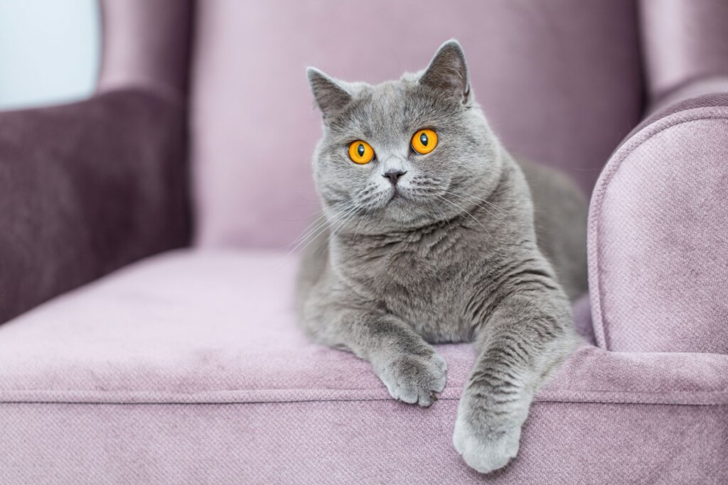 O gato da raça british shorthair é especialmente apegado à família (Imagem: FotoMirta | Shutterstock)
