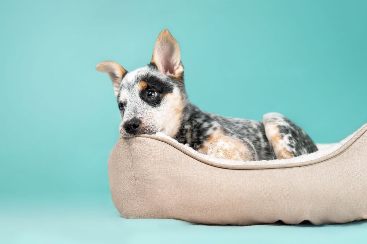 Assim como os humanos, cachorros podem ficar entediados, especialmente se não receberem estímulos adequados (Imagem: sophiecat | Shutterstock)