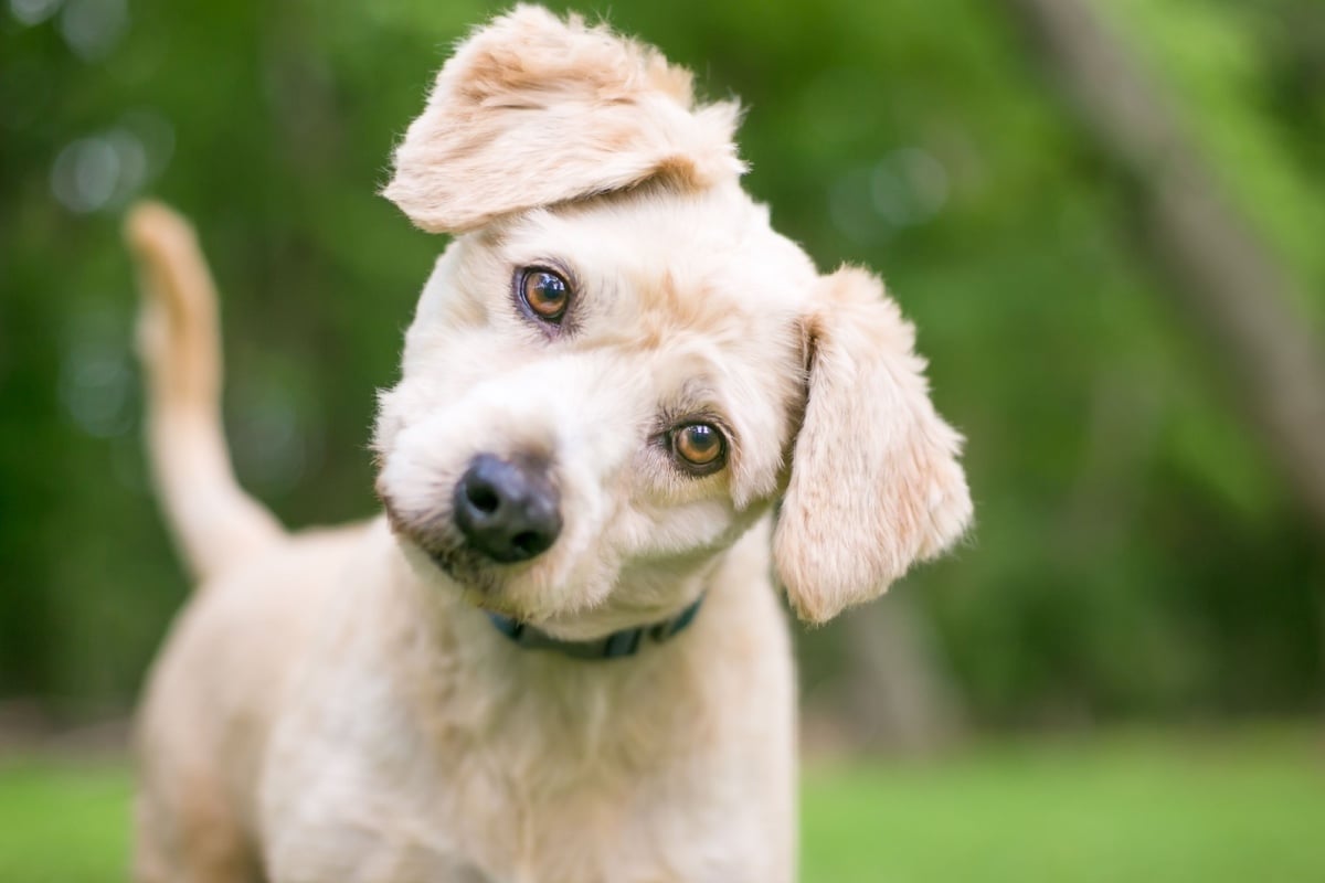 Cachorros têm o hábito de inclinar a cabeça para o lado, algo considerado fofo para muitos tutores (Imagem: Mary Swift | Shutterstock)