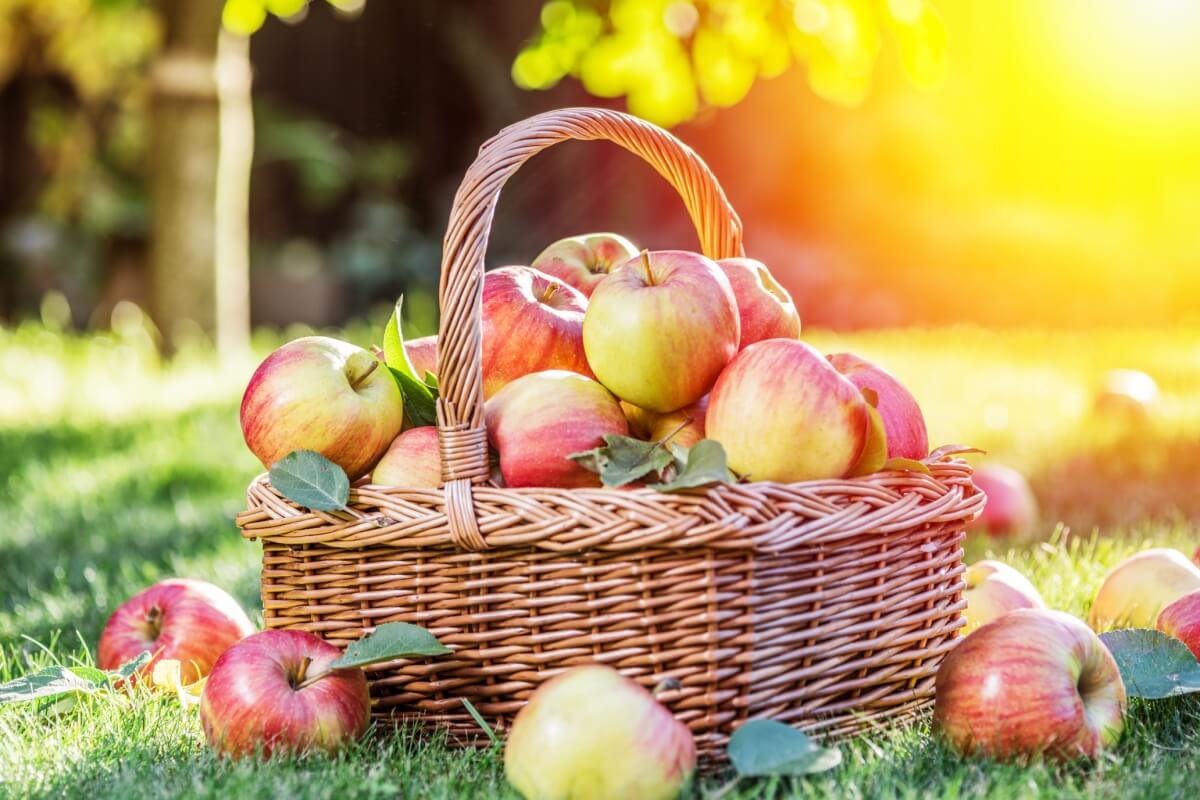 A maçã oferece diversos benefícios para a saúde (Imagem: Valentyn Volkov | Shutterstock)