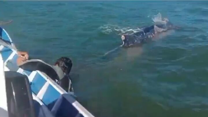 Empresário e casal de pescadores salva baleia presa em redes de pesca em praia de SC