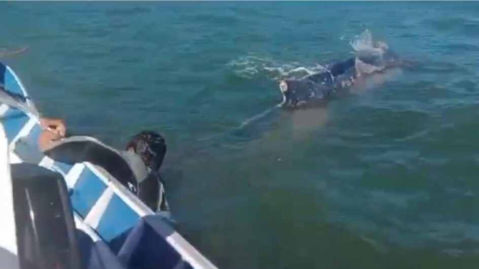 Empresário e casal de pescadores salva baleia presa em redes de pesca em praia de SC