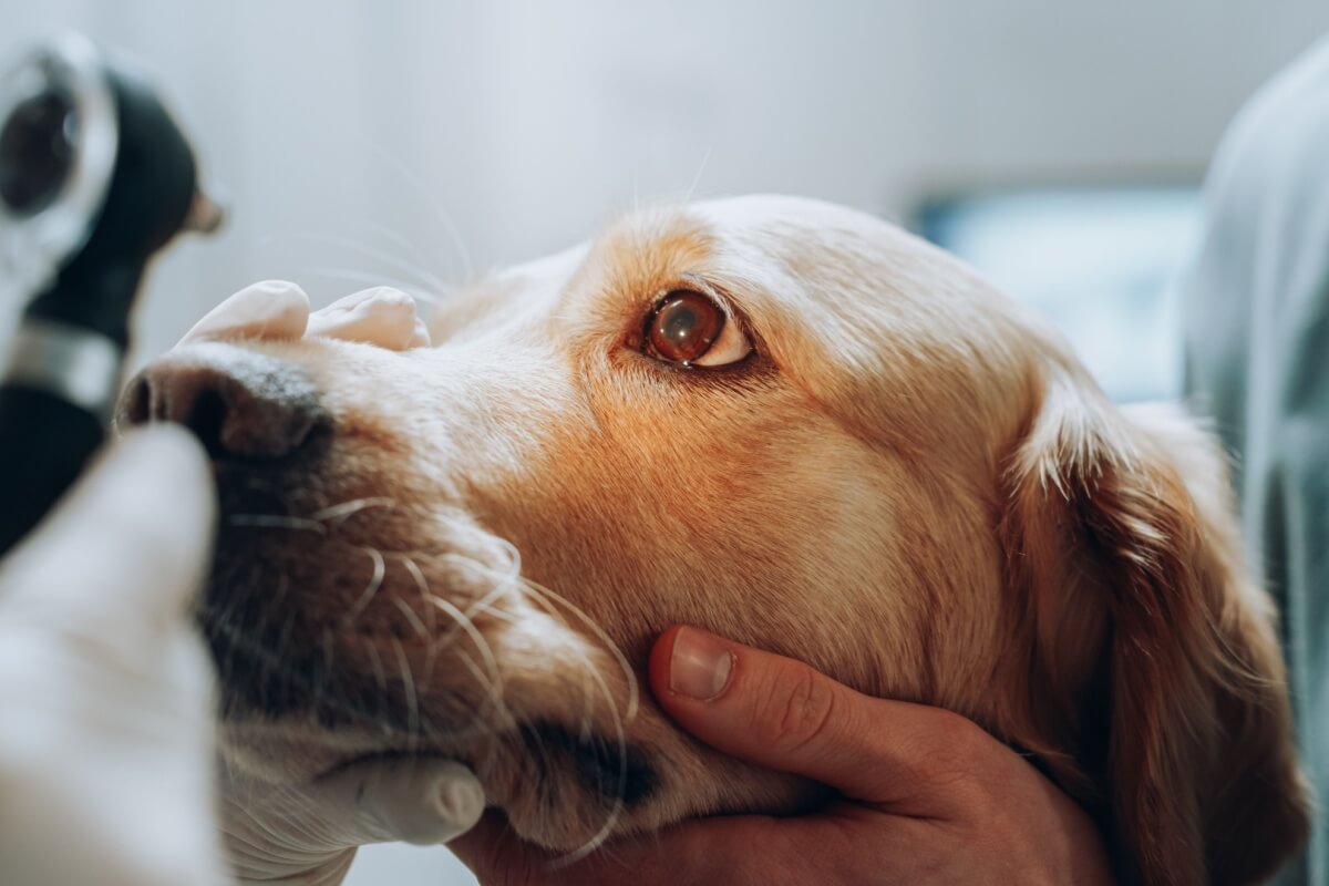 Cães e gatos também estão sujeitos às doenças oculares (Imagem: Gorodenkoff | Shutterstock)