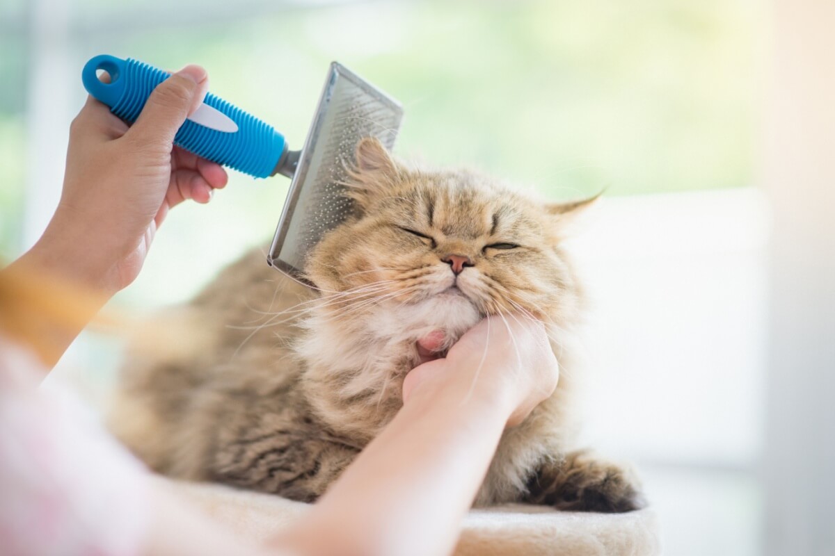 O bem-estar dos pets depende de cuidados com pele e pelagem para prevenir doenças (Imagem:ANURAK PONGPATIMET| Shutterstock)