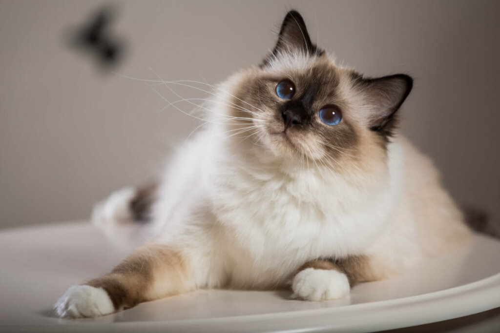 O gato birmanês é dócil, afetuoso e inteligente (Imagem: Viacheslav Lopatin | Shutterstock)