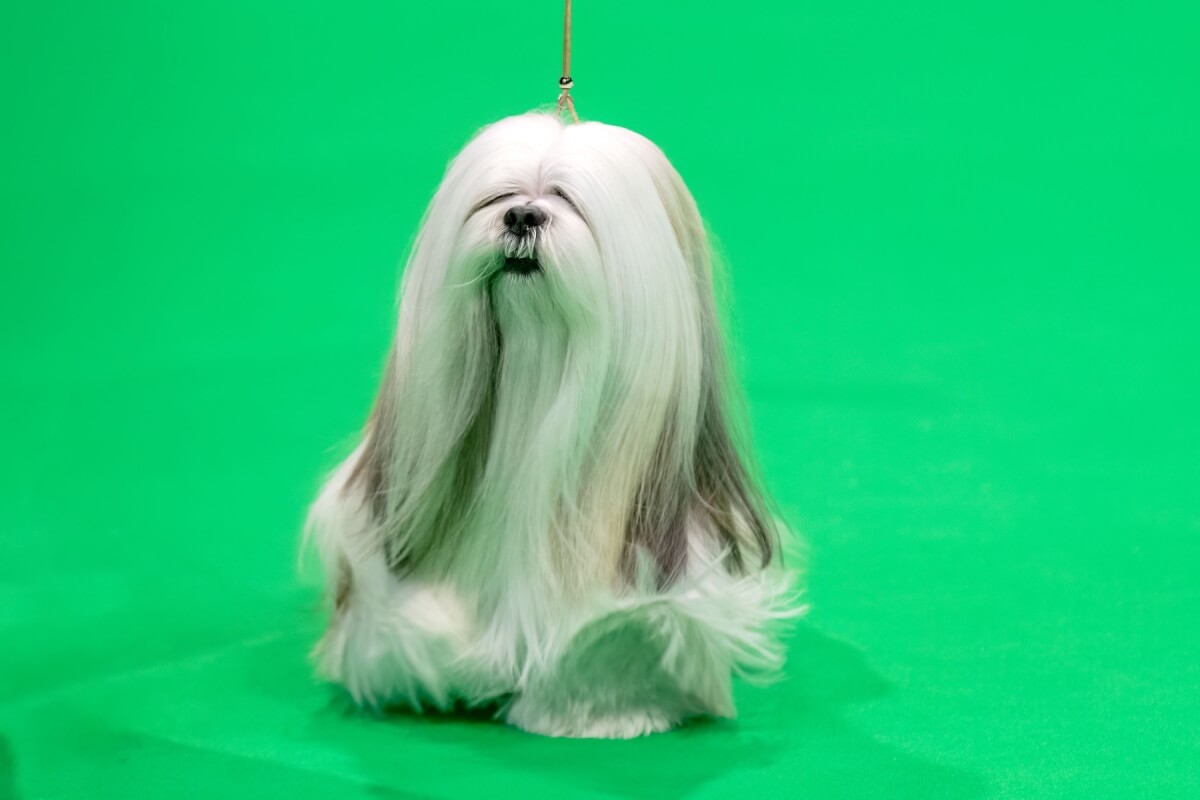 Raças reais de cães inspiram personagens animados que conquistam os fãs de animações com suas adoráveis características (Imagem: Sue Thatcher | Shutterstock)