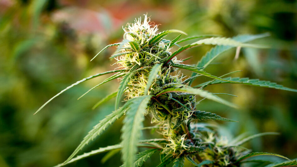 maconha