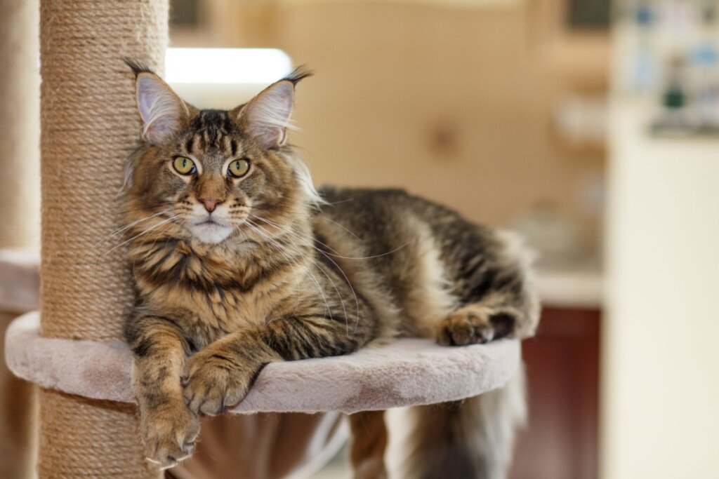 O maine coon é conhecido pela pelagem exuberante (Imagem: photosbelkina | Shutterstock)