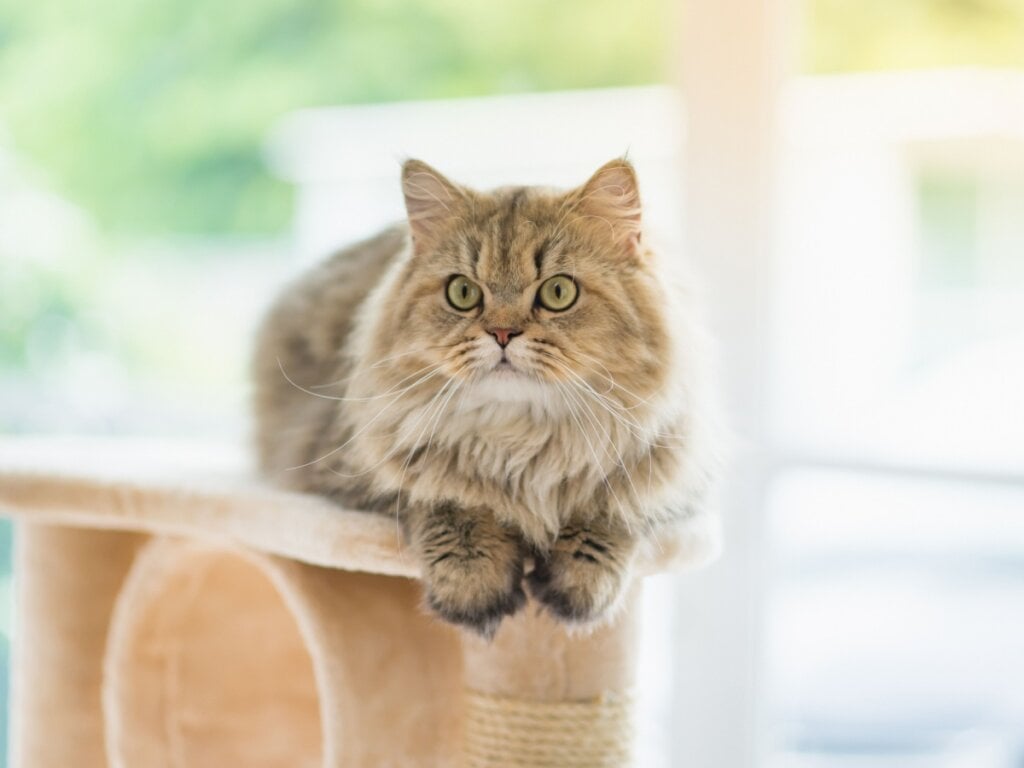 O gato persa adora ambientes calmos (Imagem: ANURAK PONGPATIMET | Shutterstock)