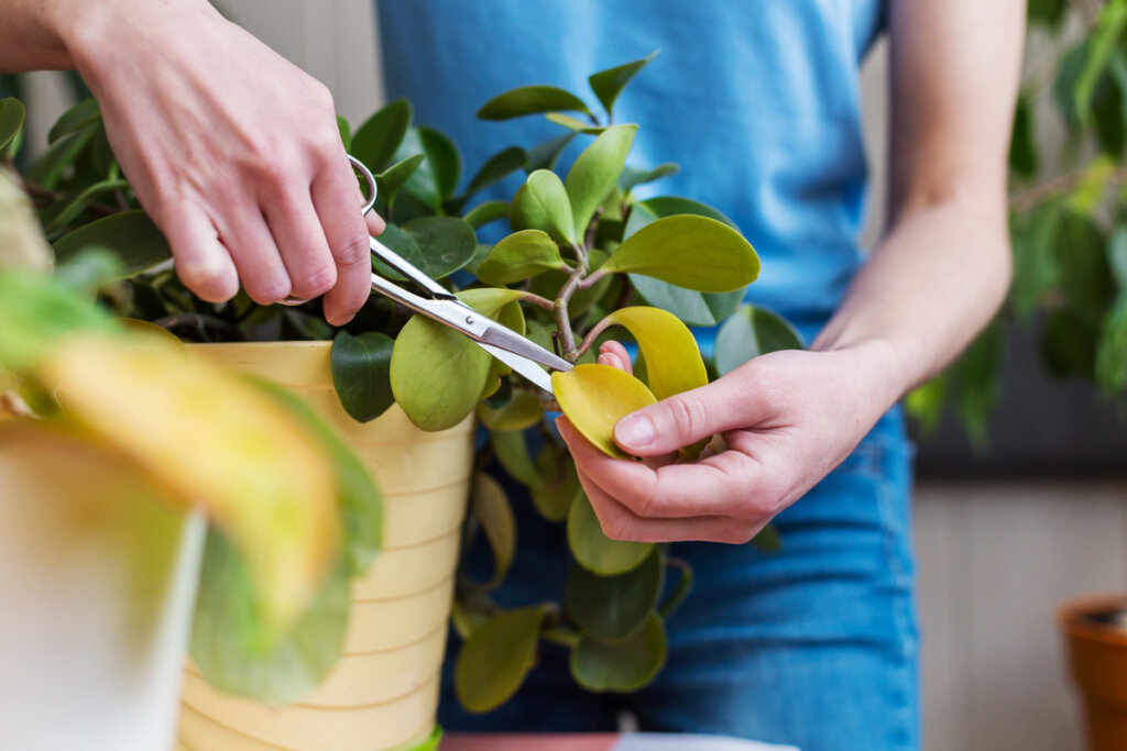 Inverno é a época ideal para podar as plantas (Imagem: hukovvvlad | Shutterstock)