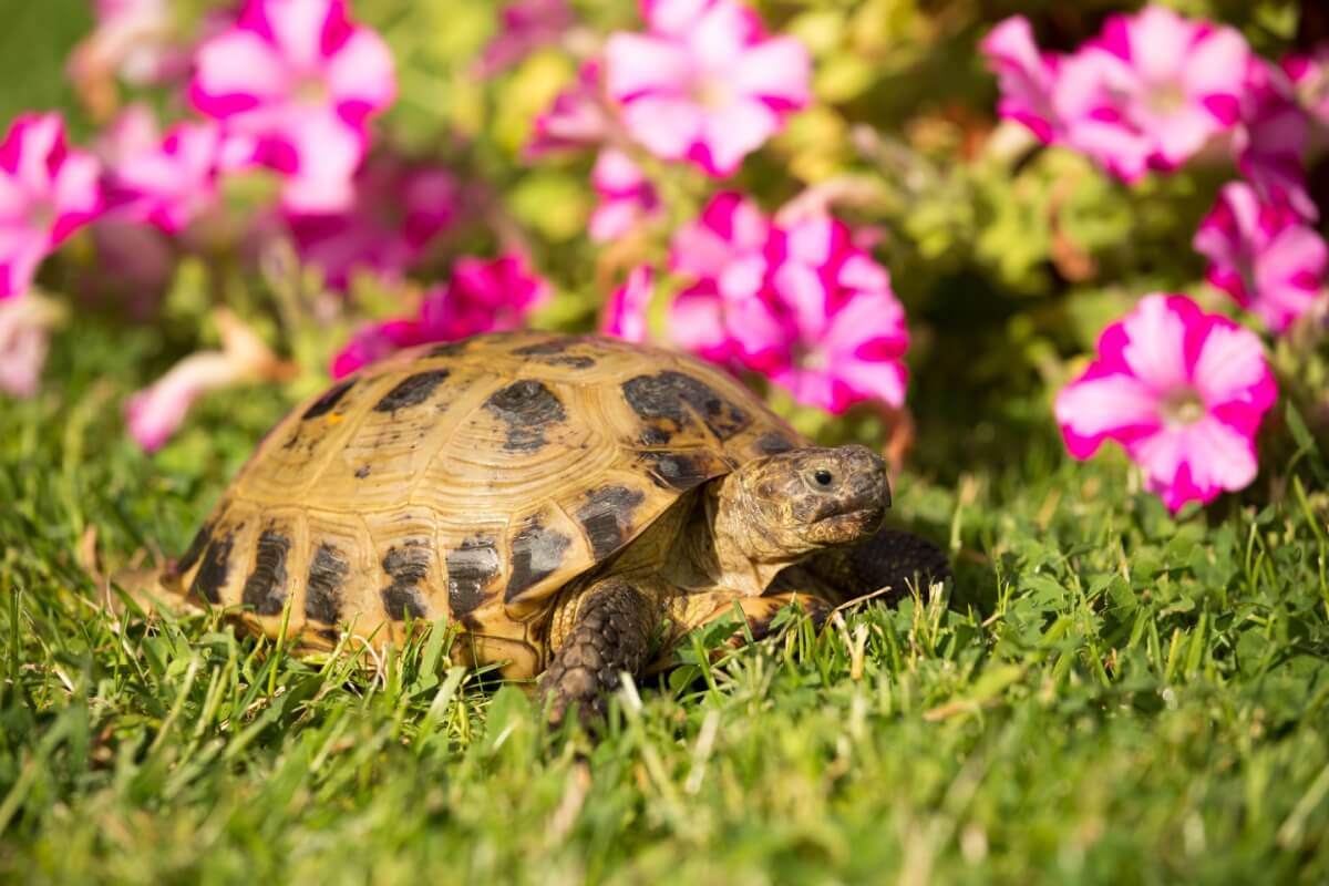 Algumas espécies de tartarugas e jabutis podem ser criadas em casa (Imagem: Vera Zinkova |  Shutterstock)