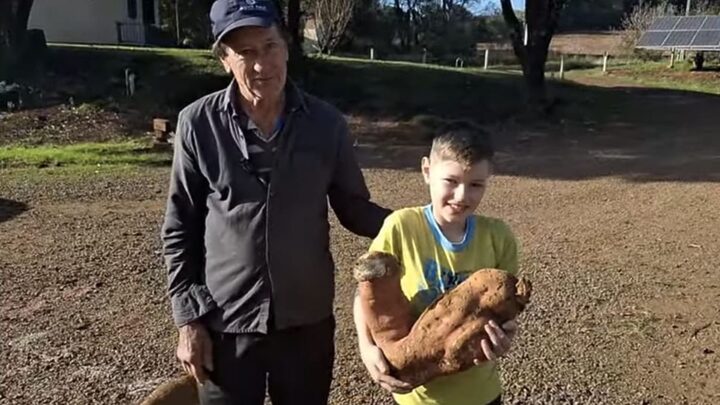 Agricultor colhe batata-doce gigante de quase 10 kg no Oeste de SC (6)