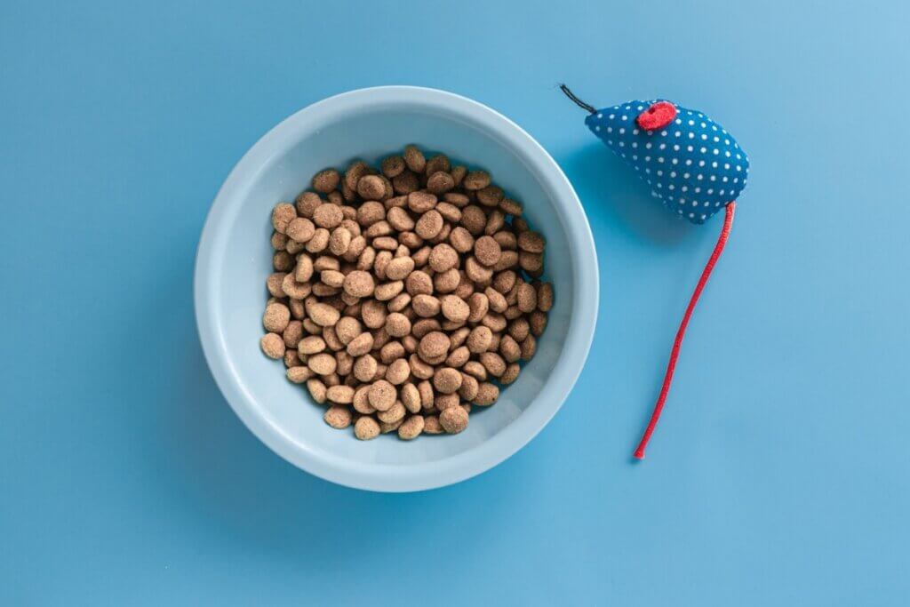 Alimentação equilibrada e de alta qualidade é fundamental para manter a saúde do gato de pelo curto brasileiro (Imagem: Katerina_Klimovc | Shutterstock)