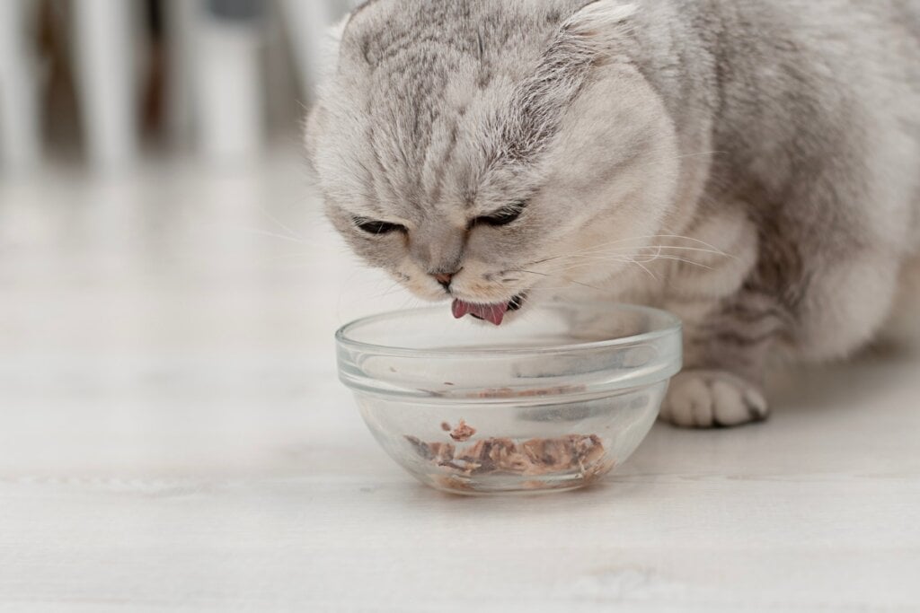 Gatos da raça scottish fold precisam de uma alimentação equilibrada e rica em nutrientes (Imagem: ketlit | Shutterstock)