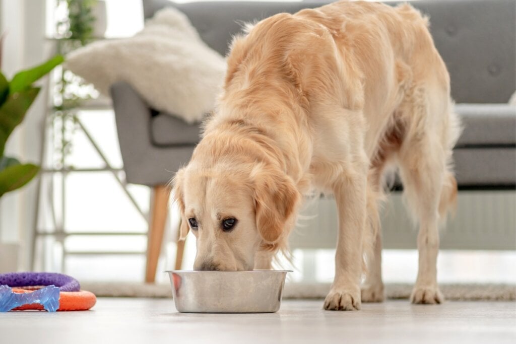 Manter uma rotina regular de alimentação é crucial para evitar oscilações nos níveis de açúcar no sangue do animal (Imagem: Tatyana Vyc | Shutterstock)