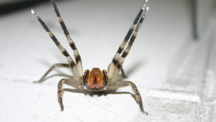 As aranhas mais perigosas do Brasil que são encontradas em SC