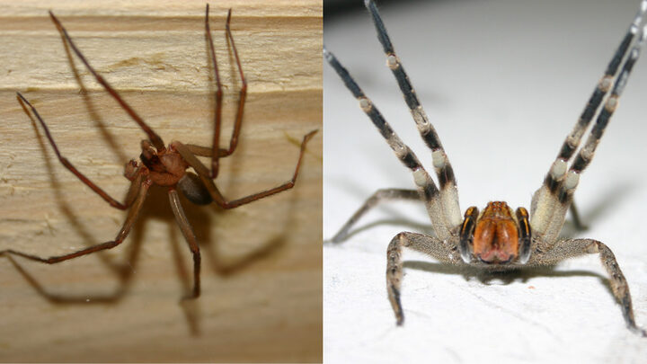 As aranhas mais perigosas do Brasil que são encontradas em SC