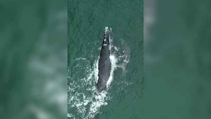 Baleia-franca grávida escolhe mar de Florianópolis para ter filhote Bebê manezinho