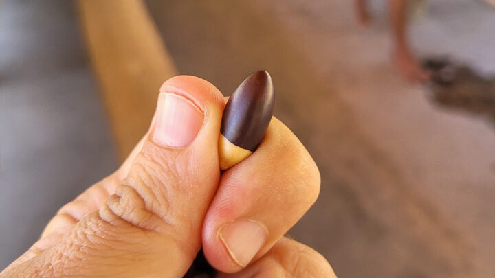baru viagra do cerrado