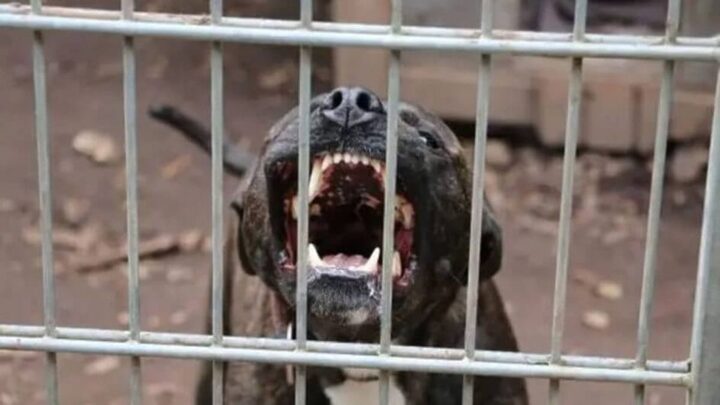 Sul de SC registrou mais um ataque de cachorro a criança no estado.