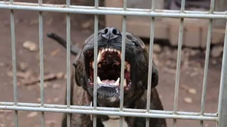 Sul de SC registrou mais um ataque de cachorro a criança no estado.