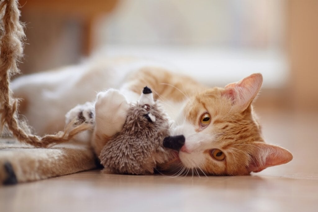 Brinquedos com espuma podem colocar a saúde dos gatos em risco (Imagem: Elya Vatel | Shutterstock)