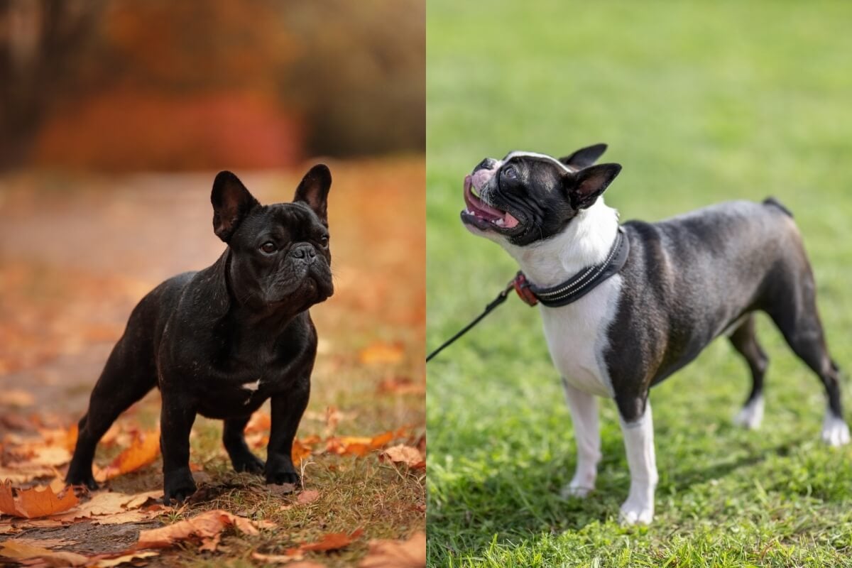 Buldogue francês e boston terrier são frequentemente confundidos devido à sua aparência (Imagem: Dragomira19
e Maria de la Pena
| Shutterstock)