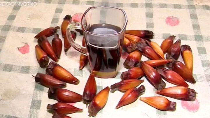 Café de pinhão é produzido na Serra catarinense