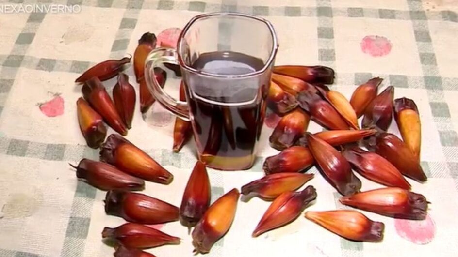Café de pinhão é produzido na Serra catarinense