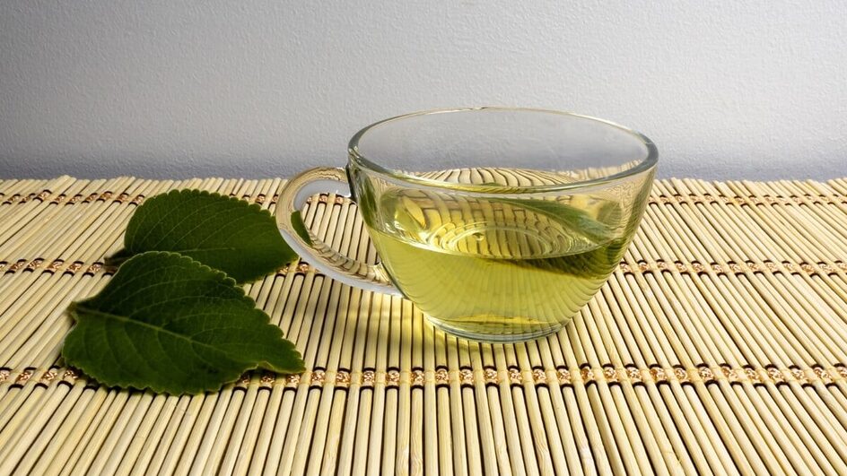 O boldo é uma planta versátil e oferece diversos benefícios para a saúde (Imagem: Studio Neeby | Shutterstock)