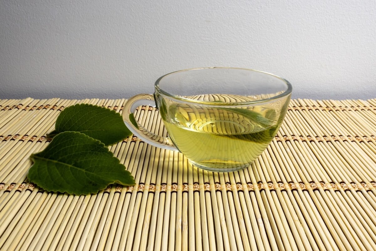 O boldo é uma planta versátil e oferece diversos benefícios para a saúde (Imagem: Studio Neeby | Shutterstock)